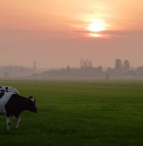 meadow, sunset, landscape, grass, countryside, cow, area, grassland, nature, agricultural land