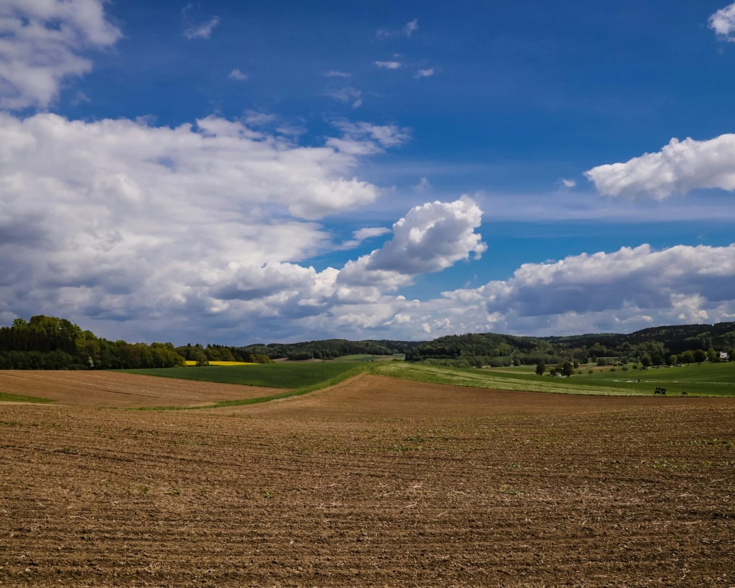 A tranquil rural landscape featuring green fields and an expansive blue sky with fluffy clouds.